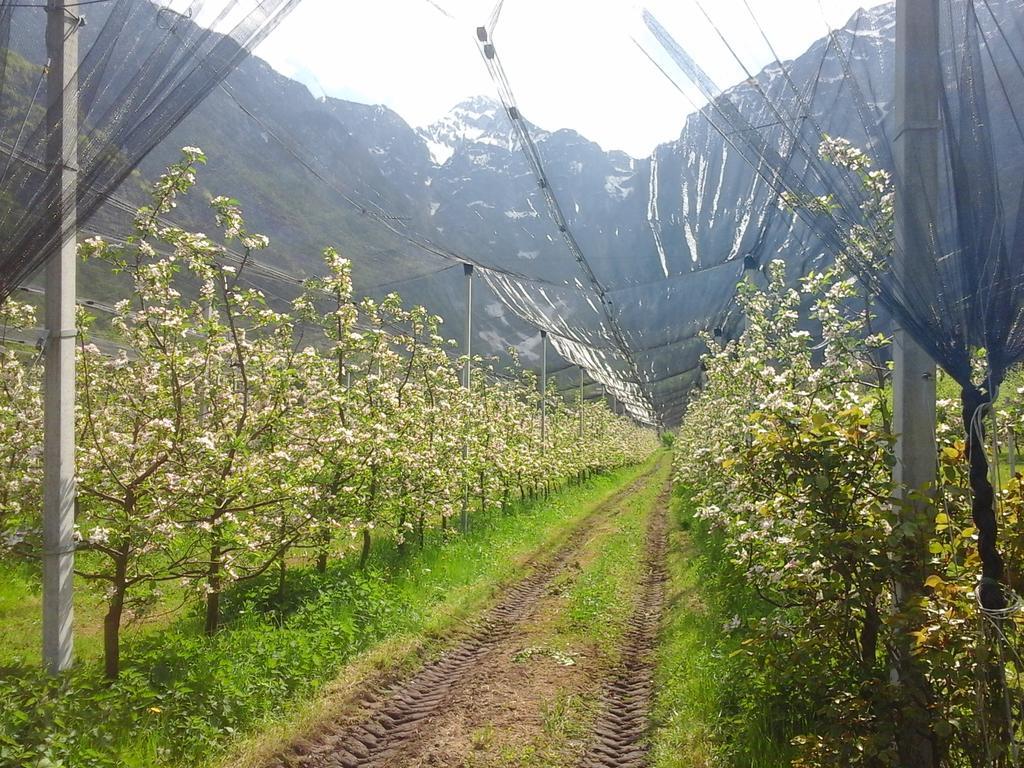 Agriturismo Pian Dei Tass バルチス エクステリア 写真